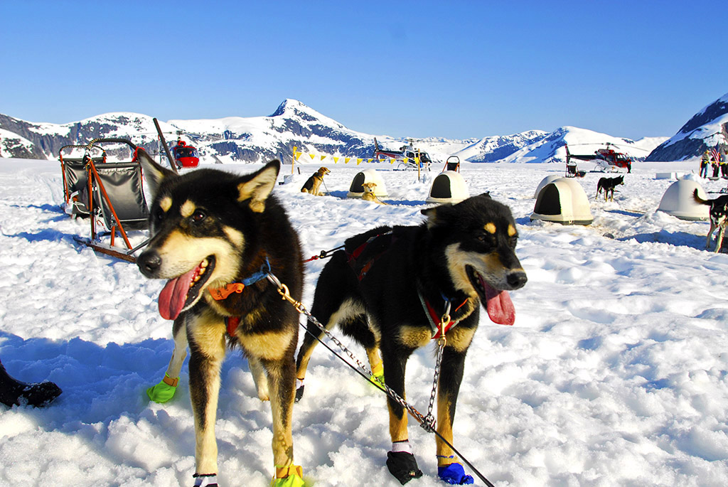 Alaska sled dogs