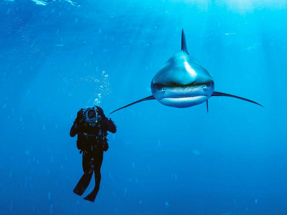A white tip shark straight on