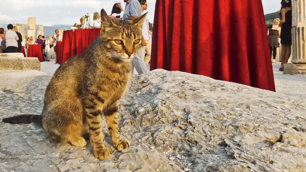 Cat on the walls of Ephesus