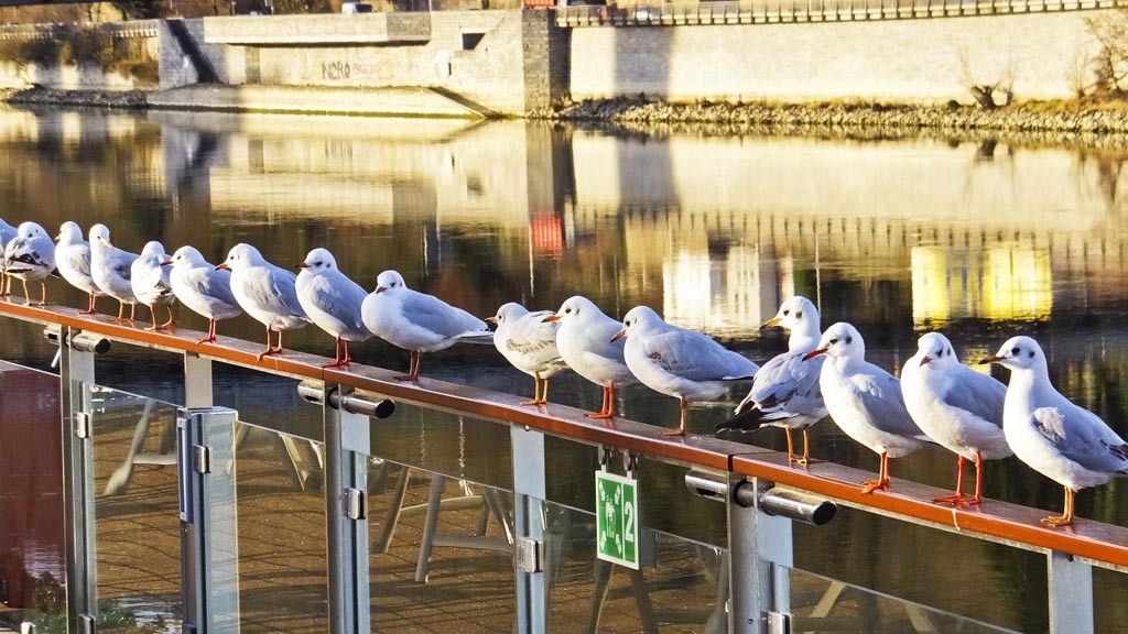 Rail of a Viking River ship