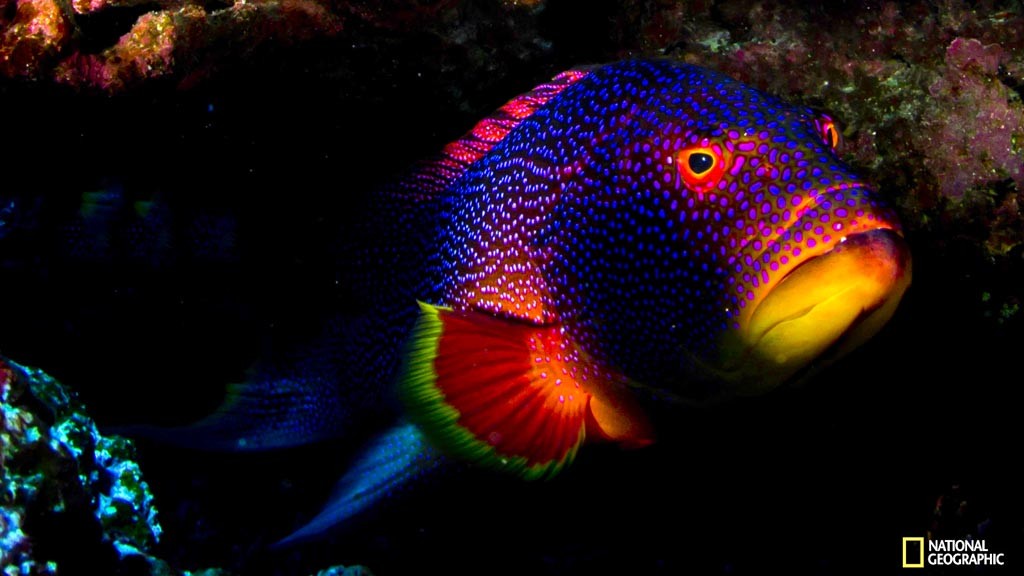 Yellow-edge Lyretail--Photo copyright Enric Sala, National Geographic/Pristine Seas project T