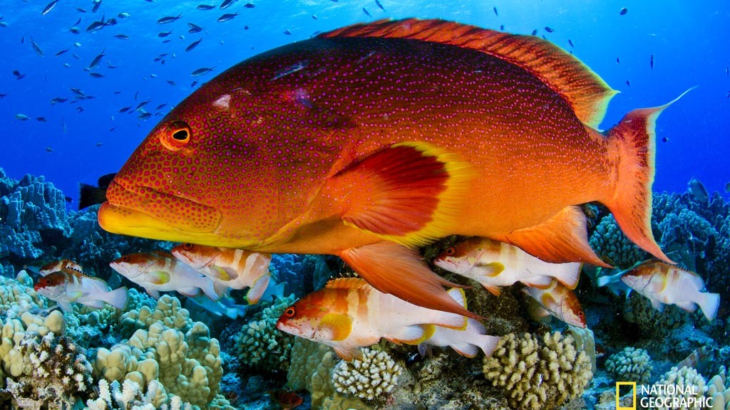 Grouper copyright Enric Sala, National Geographic/Pristine Seas