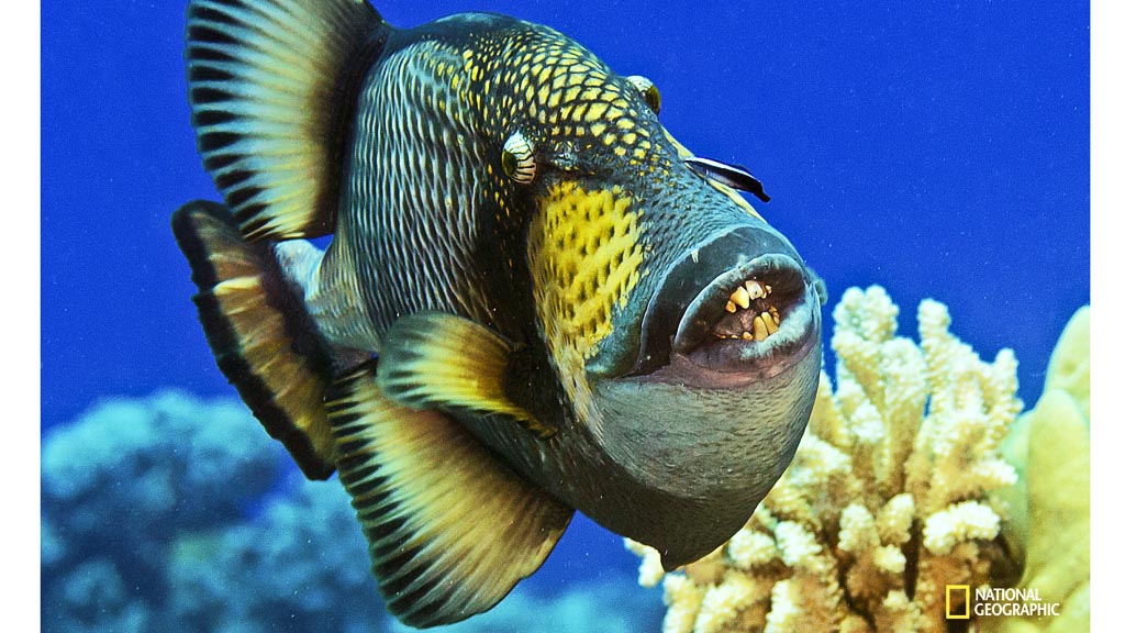 Fish near Pitcairn Island