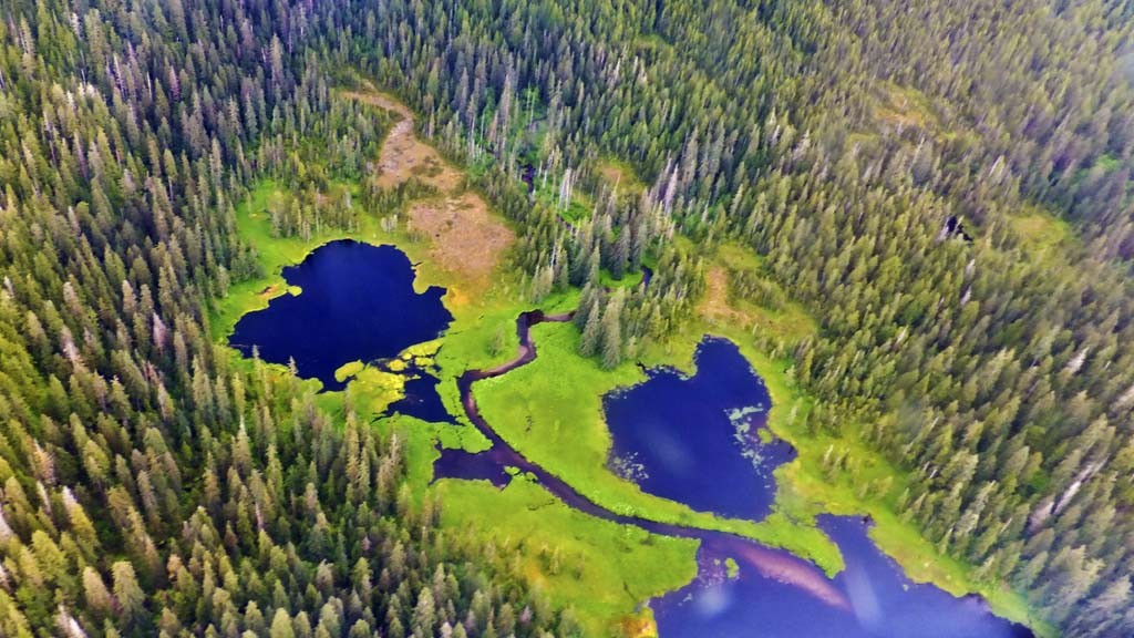 Mosses in Misty Fjords park in Alaska