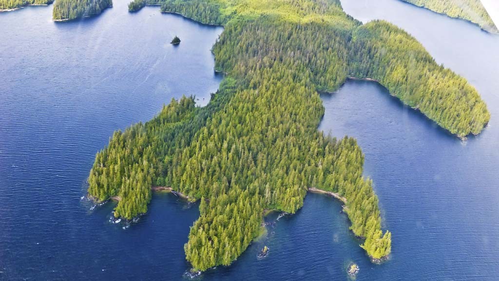 Forest in Alaska from the air