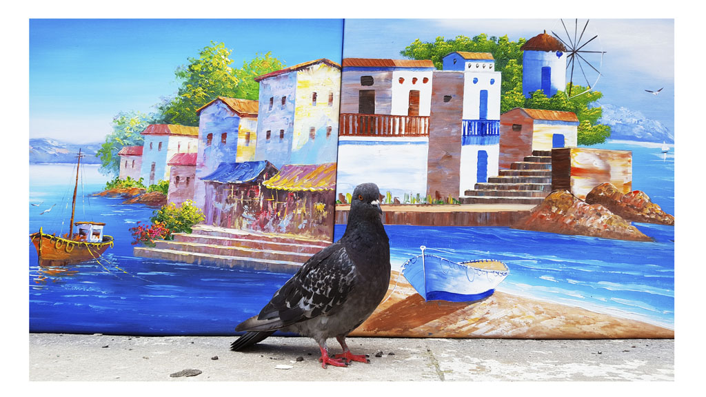 Pigeon in Corfu Town