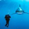 A white tip shark straight on